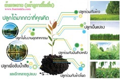 ต้นกล้ายูคาเนื้อเยื่อ #ต้นกระดาษพันธุ์แท้ โตไว กำไรเงินสด  | ต้นกระดาษ กล้ายูคา -  นครราชสีมา