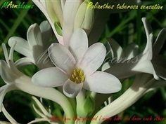 Polianthes tuberosa sensation 