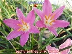 zephyranthes pink beauty