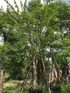ต้นน้ำเต้า | สวนไม้สวย -  สระบุรี