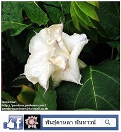 ดอกลำโพงดอกซ้อนสีขาวขอบม่วง