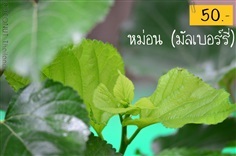 หม่อน (มัลเบอร์รี่) | COCONUT มะพร้าวไทย - บางน้ำเปรี้ยว ฉะเชิงเทรา