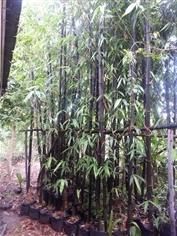 ต้นไผ่ดำ | B.T. Garden - บางบัวทอง นนทบุรี