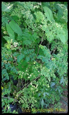 มะรุม | Tree Gardens - นาคู กาฬสินธุ์