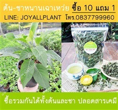 ขายต้นหนานเฉาเหว่ย  ชาหนานเฉาเหว่ย ซื้อ 10แถม 1