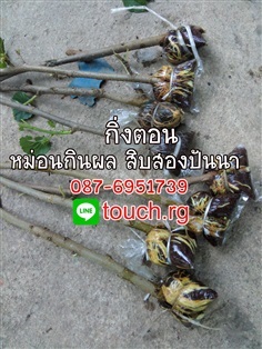 สิบสองปันนา หม่อนกินผล มัลเบอร์รี่