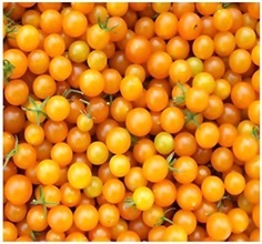 มะเขือเทศเคอเร้นท์สีเหลือง - Yellow Currant Tomato