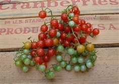 มะเขือเทศสวีทพีเคอเร้นท์ - Sweet Pea Currant Tomato