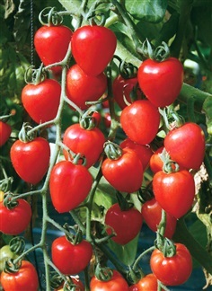 มะเขือเทศหัวใจ - Tomatoberry