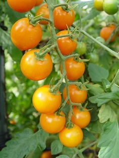 มะเขือเทศซันชูการ์ F1 - Sun Sugar F1 Tomato (หวาน 10Brix)