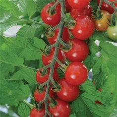 มะเขือเทศสวีทแอพเพอริทิพ-Sweet Aperitif Tomato (หวาน 13Brix)