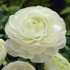 รานันคูลัสสีขาว - White Ranunculus | สกายสแครปเปอร์ - เมืองสมุทรปราการ สมุทรปราการ