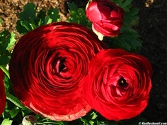 รานันคูลัสสีแดง - Red Ranunculus