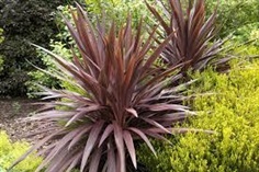 จันผาออสเตรเลียสีม่วง - Cordyline australis Purpurea