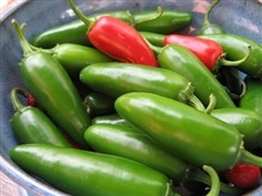 พริกจาลาปิโน่ - Jalapeno Pepper