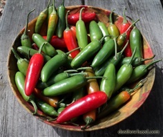 พริกเซอราโน่ - Serrano Pepper