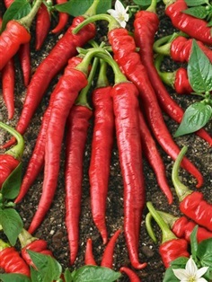 พริกคาเยนสีแดง - Red Cayenne Pepper