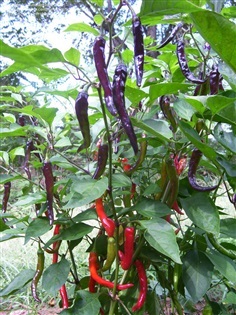 พริกคาเยนสีม่วง - Purple Cayenne Pepper