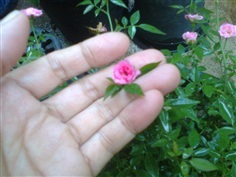 กุหลาบยี่สุ่น