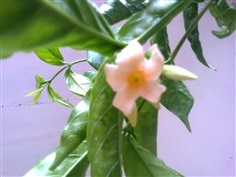 โมกราชสีห์ Holarrhena Tree./ Holarrhena curtisii.