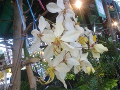 คูนขาว