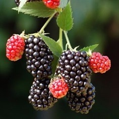 Black  Raspberry 