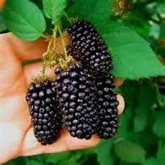 ขายเมล็ดพันธุ์มัลเบอร์รี่ Black Mulberry Morus Rubra Alba 