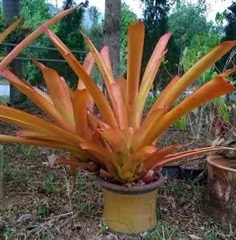 สับปะรดสี (บาเช็คเทียน่า Aechmea blanchetiana)