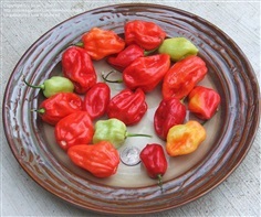 พริกโตเบโกสก็อตบอนเนท - Tobago Sweet Scotch Bonnet Pepper | สกายสแครปเปอร์ - เมืองสมุทรปราการ สมุทรปราการ