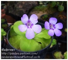 Pinguicula