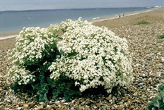 คะน้าทะเล - Sea Kale