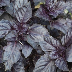 โหระพาดาร์กโอปอล - Dark Opal Basil