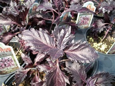 โหระพารัฟเฟิลสีม่วง (ใบหยัก) - Purple Ruffles Basil