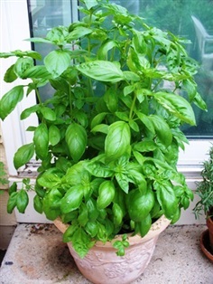 โหระพาอิตาลีใบใหญ่ - Large Leaf Italian Basil