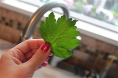 พาร์สเลย์อิตาลีใบใหญ่ - Italian Giant Parsley