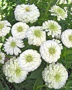 บานชื่นสีขาว - White Polar Bear Zinnia