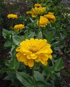 บานชื่นสีเหลือง - Yellow Canary bird Zinnia