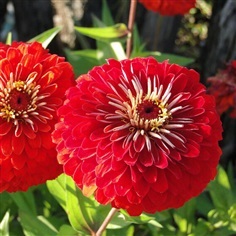 บานชื่นสีแดง - Red Cherry Queen Zinnia