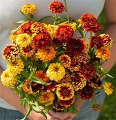 บานชื่นพรมเปอร์เซียคละสี - Mixed Persian Carpet Zinnia