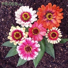 บานชื่นเวิลลิจิกคละสี - Mixed Whirligig Zinnia