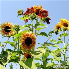 ทานตะวันออทั่มบิวตี้ - Autumn Beauty Sunflower