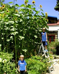 ทานตะวันอเมริกันไจแอ้นท์ - American Giant Sunflower