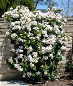กุหลาบเลื้อยสีขาว - White Climbing rose