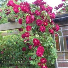 กุหลาบเลื้อยสีแดงเข้ม - Dark Red Climbing rose