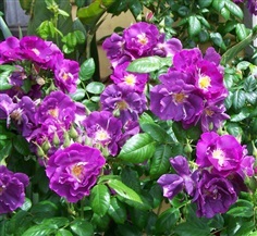 กุหลาบเลื้อยสีม่วง - Purple Climbing rose