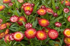 ดอกกระดาษคละสี - Mixed Strawflower