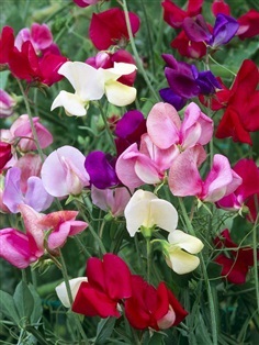 สวีทพีคละสี - Mixed Sweet Pea