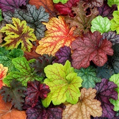 ฮิวเชร่าคละสี - Mixed Heuchera