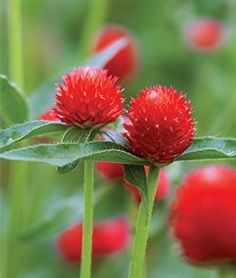 บานไม่รู้โรยสีแดง - Strawberry Gomphrena