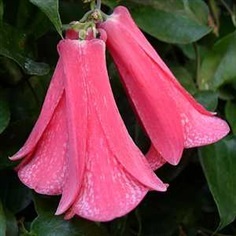 ดอกระฆังชิลี - Chilean Bell Flower